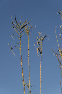 Low angle view of plants against clear blue sky