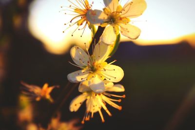 Close-up of white flowers