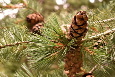 Close-up of pine cone on tree