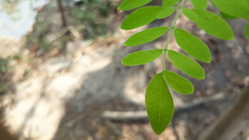 Close-up of plant growing outdoors