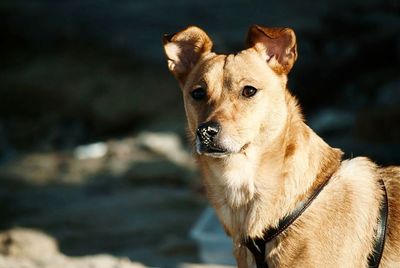 Close-up portrait of a dog