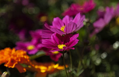 A beautiful flowerbed with pink flowers with yellow in the middle at ersboda in umea