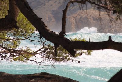 Scenic view of sea against trees