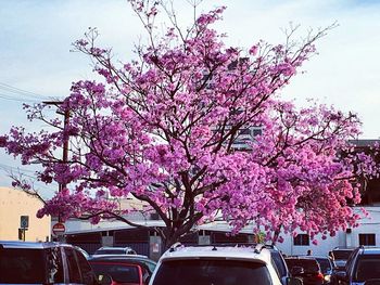 Pink flowers on tree