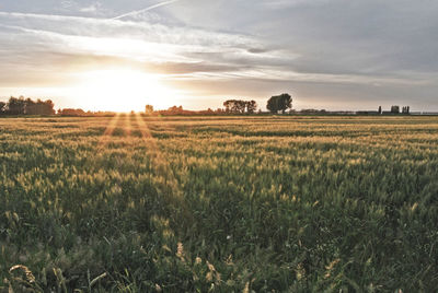 Scenic view of field against sky during sunset