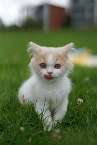 Portrait of white cat on field