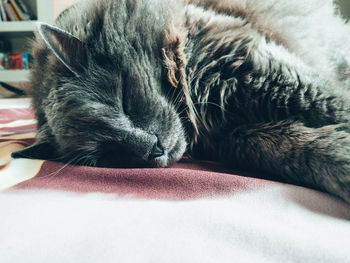 Close-up of cat sleeping