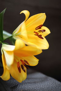 Close-up of yellow flower