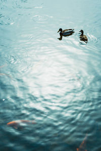 High angle view of man swimming in water