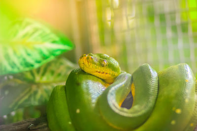 Close-up of lizard on leaf