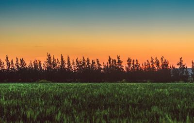 Plants growing on field against sky during sunset