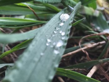 Close-up of water drops on leaf