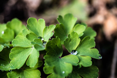 Close-up of fresh green plant