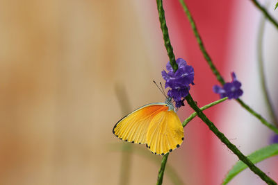 Close-up of butterfly perching on yellow flower