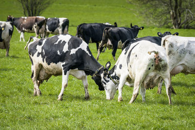 Cows grazing in a field