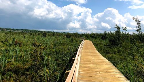 Boardwalk amidst plants on land against sky