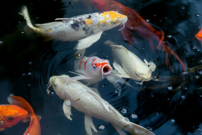 Fish swimming in pond