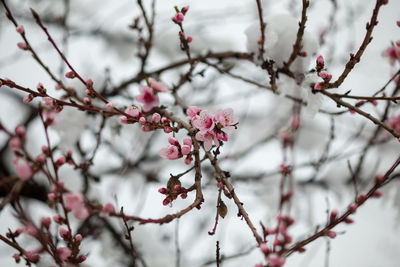 Close-up of cherry blossoms in spring