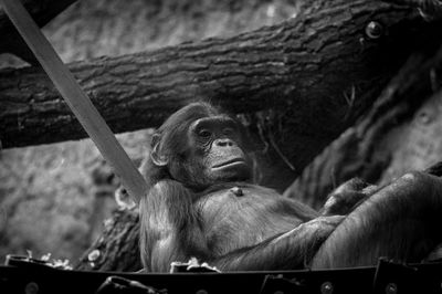 Low angle portrait of chimpanzee relaxing by tree at zoo