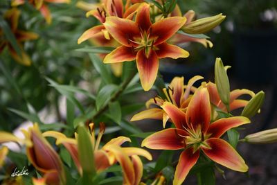 Close-up of day lily blooming outdoors