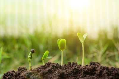Close-up of small plant growing on field