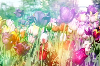 Close-up of tulips