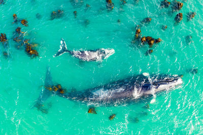 High angle view of whale in sea