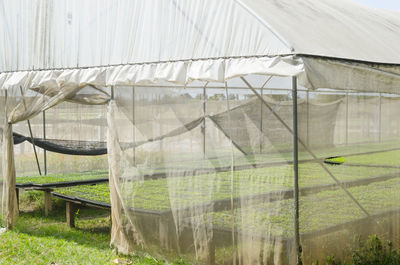 Plants growing in greenhouse