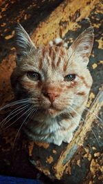 Close-up portrait of cat relaxing outdoors