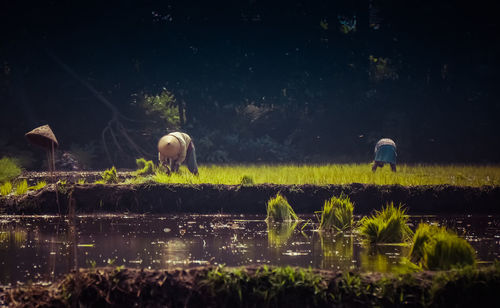 Rear view of horse on field