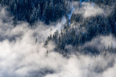 View of pine trees in forest during foggy weather