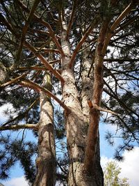 Low angle view of trees in forest against sky