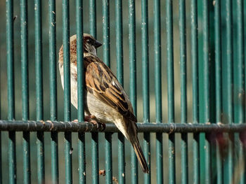 Close-up of bird perching on metal