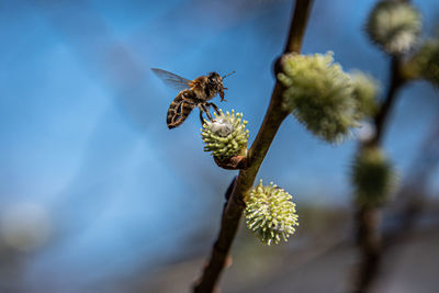 Close-up of bee pollinating on flower