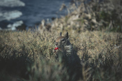 Squirrel on the beach 