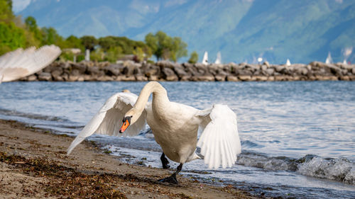 One mute swan spreading wings on the beach. cygnus olor runs in attack position. 