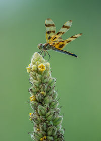 Halloween pennant dragonfly