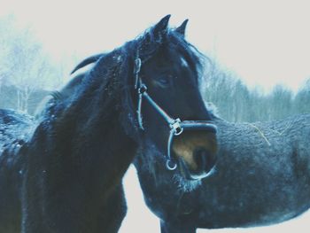 Close-up of horse against sky