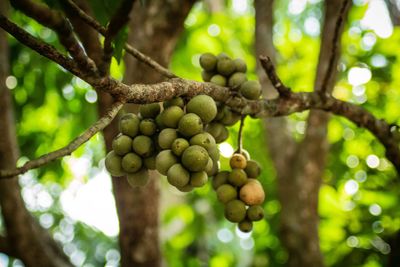 Low angle view of fruits on tree