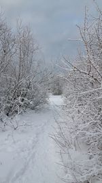 Bare tree on snow covered landscape