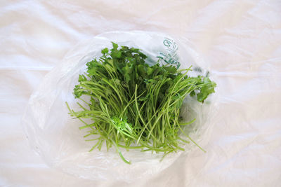 High angle view of fresh cilantro in plastic bag