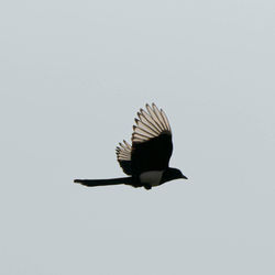 Low angle view of bird flying in sky