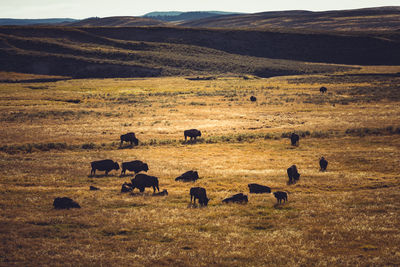 Sheep grazing in a field