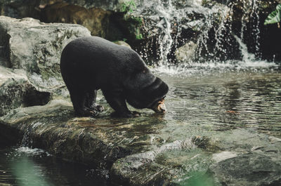 View of bear drinking water from river