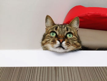 Portrait of tabby cat on sofa