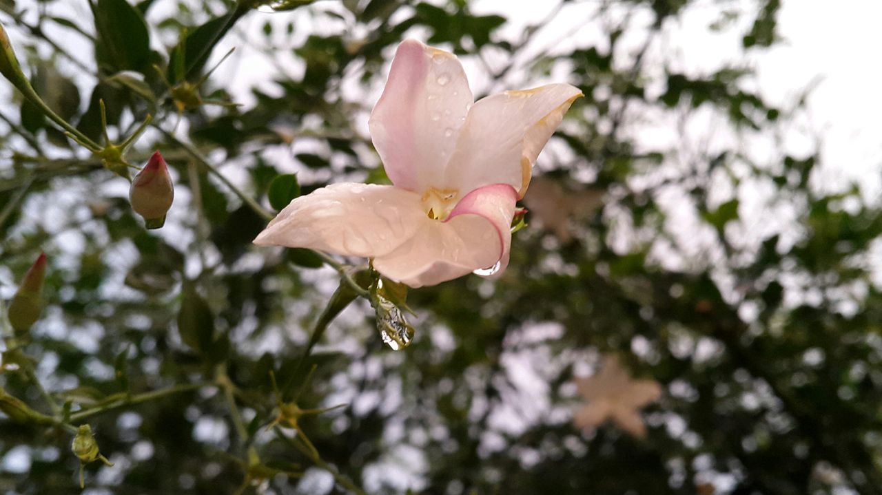 CLOSE-UP OF PINK FLOWERS BLOOMING