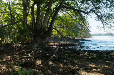 Trees by sea in forest