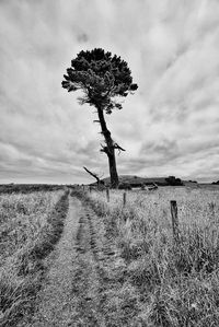 Trees on field against cloudy sky