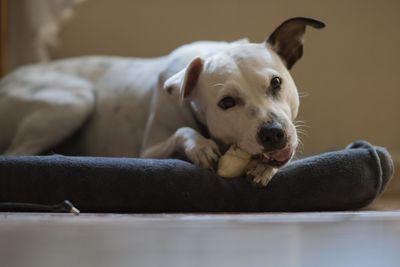 Close-up portrait of dog resting at home