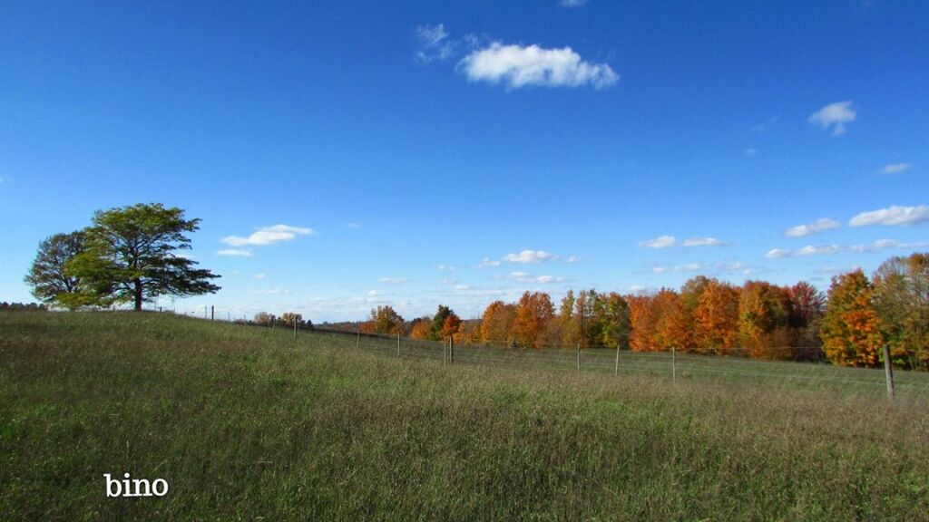 sky, plant, tree, grass, landscape, field, land, nature, tranquility, environment, tranquil scene, day, no people, scenics - nature, beauty in nature, cloud - sky, growth, blue, autumn, outdoors, change